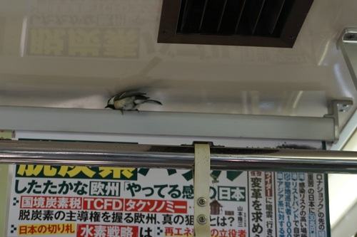 鉢形城1334東武東上線電車内小鳥.jpg